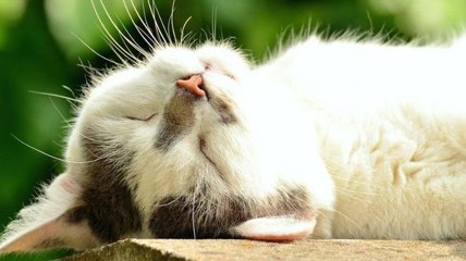 主人离家9天猫咪水淹厕所欠费539 网友：猫没事儿吧