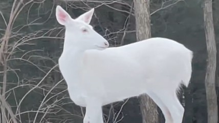 美国女子拍到罕见白化鹿！最初以为是雪雕